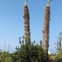 palme washingtonia