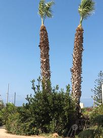 palme washingtonia