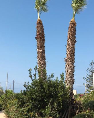 palme washingtonia