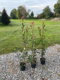Photinia per siepi