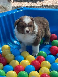 Australian Shepherd