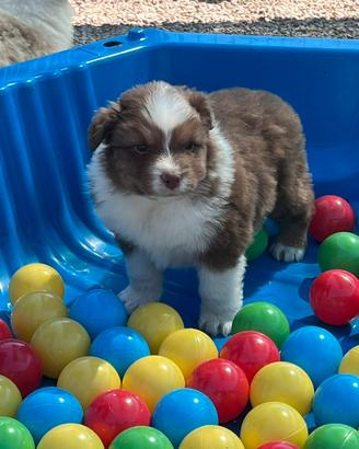 Australian Shepherd