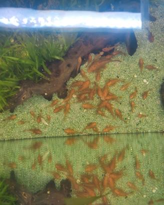 ancistrus super red