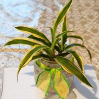 2 talee di falangio o nastrino con radici