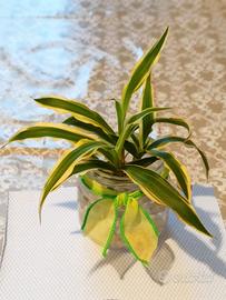 2 talee di falangio o nastrino con radici