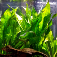 Pianta Echinodorus Bleheri