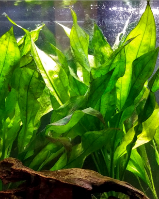 Pianta Echinodorus Bleheri