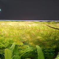 Ceratophillum pianta per acquario