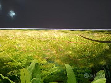 Ceratophillum pianta per acquario