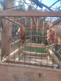 Ciuffololotto messicano 2025