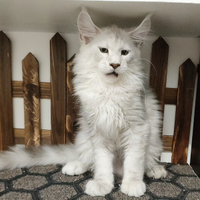 LEGGERE SOTTO Maine Coon LINEE ESTERE TOP