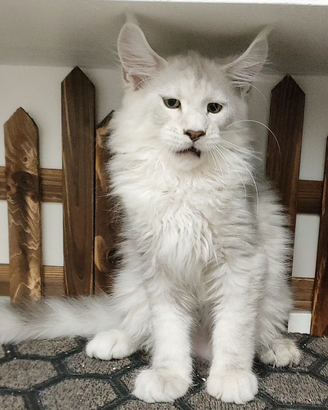 LEGGERE SOTTO Maine Coon LINEE ESTERE TOP