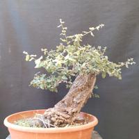 Bonsai Quercia da sughera