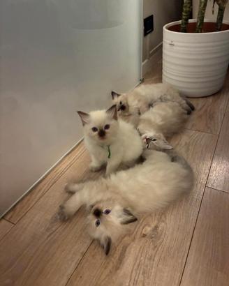 Ragdoll - alta genealogia con pedigree fiaf