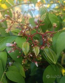 Averrhoa carambola "Fwang Tung"