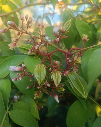 Averrhoa carambola "Fwang Tung"