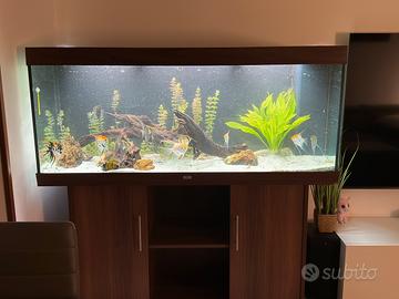 Acquario juwel 450 litri