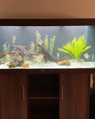 Acquario juwel 450 litri