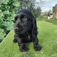 Cocker spaniel inglese pedigree PET TERAPY nero