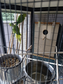 Coppia parrocchetti dal collare verdi