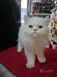 Gatti persiani alt geneologia