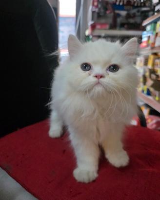 Gatti persiani alt geneologia