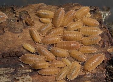 Porcellio Laevis Super Orange 15+ pezzi