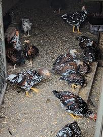 galline
