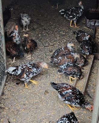 galline