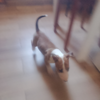 Bull terrier standard femmina
