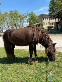 Pony Shetland