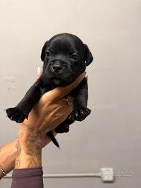 Cuccioli Staffy Allevamento professionale