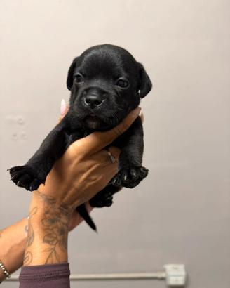 Cuccioli Staffy Allevamento professionale