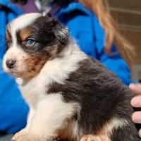 Cuccioli Pastore australiano