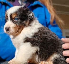 Cuccioli Pastore australiano