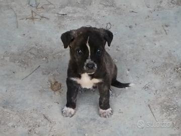 Cuccioli di cane