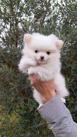 Volpino di Pomerania