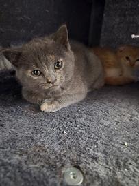 Cucciola di Scottish Stright