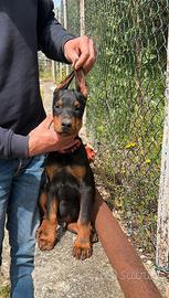 Dobermann