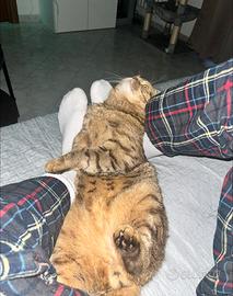 Gatto scottish straight per accoppiamento