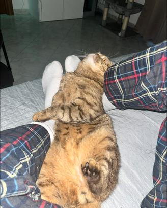Gatto scottish straight per accoppiamento