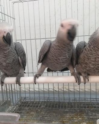 pappagalli parlanti cenerini docilissimi
