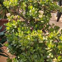 elegante pianta succulenta