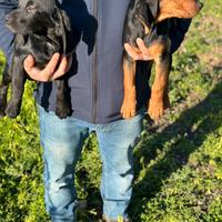 Cuccioli da caccia al coniglio