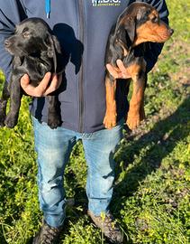 Cuccioli da caccia al coniglio