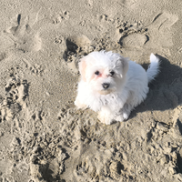 Cucciola Maltese