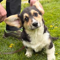 Cuccioli di welsh corgi pembroke