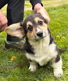 Cuccioli di welsh corgi pembroke