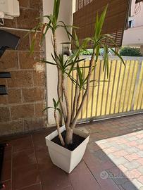 Pianta da esterno con vaso