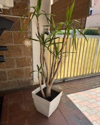 Pianta da esterno con vaso